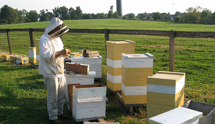 استفاده از اسید برای درمان کنه وارووا در پرورش زنبور عسل