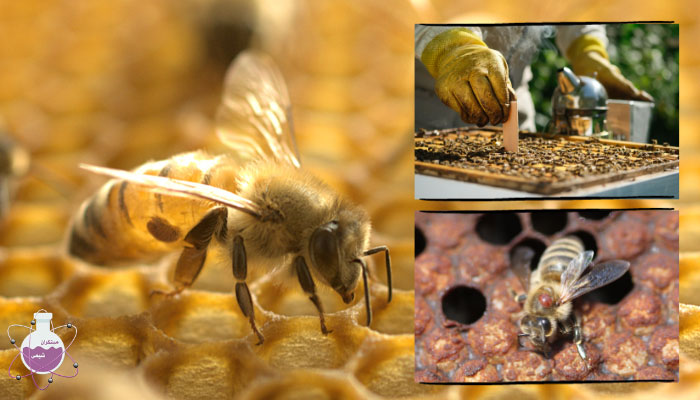 اسید فرمیک در زنبورداری