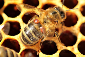 آلودگی زنبورها به کنه واروا