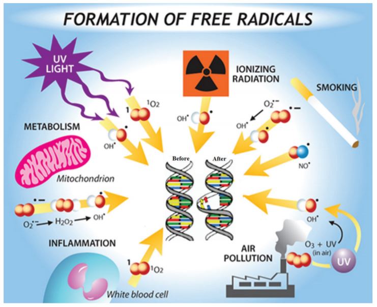 مکانیزم اثر رادیکال های آزاد بر روی DNA