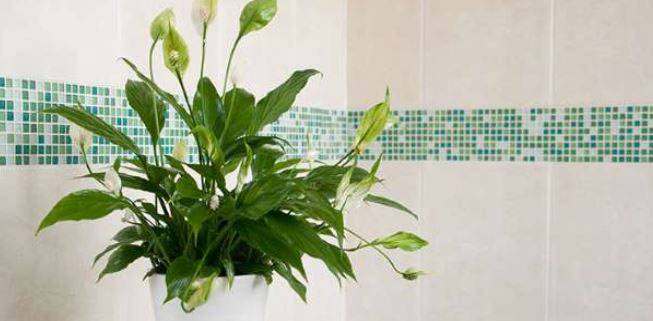 گل اسپاتی فیلوم و تصفیه ی هوای خانه 