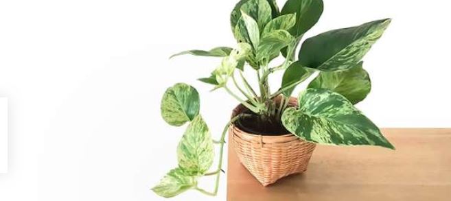 گیاه پتوس و تصفیه ی هوای خانه