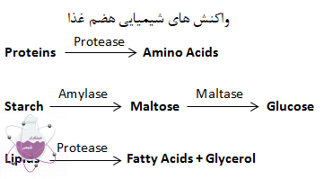کاربرد شیمی در هضم غذا