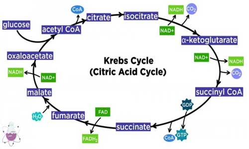 مراحل چرخه اسید سیتریک