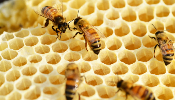 اسید مورچه در زنبورداری
