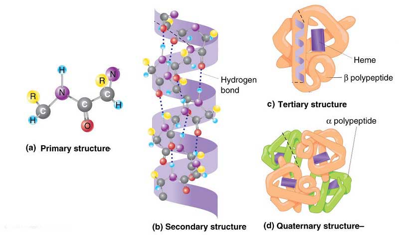 ساختار پروتئین