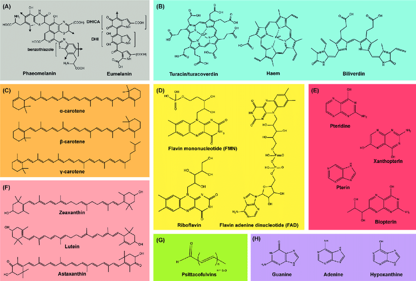 ساختار مولکولی برخی از پیگمنت ها
