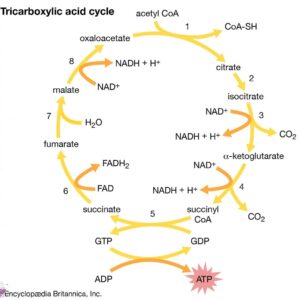 tricarboxylic-acid-cycle-300x300