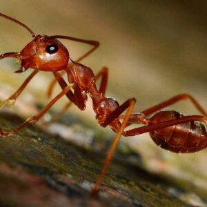 اسید-مورچه
