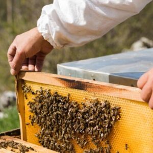 زنبورداری-و-مواد-شیمیایی-مورد-استفاده-در-آن-