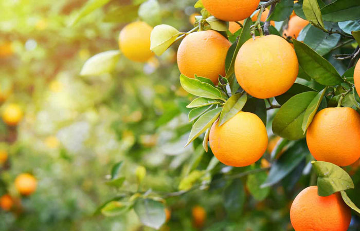 کود فروت ست بر درخت پرتقال