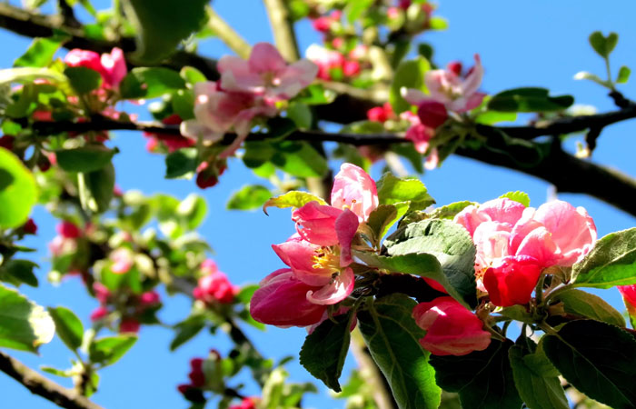 کود اسید آمینه روی بر شکوفه